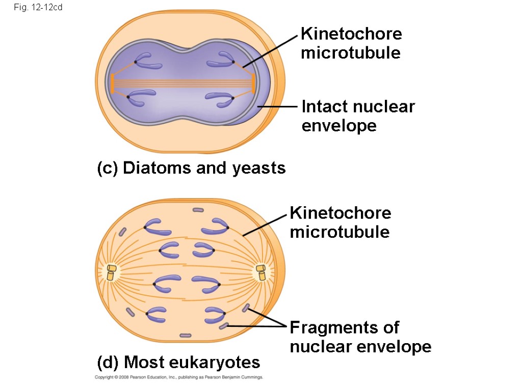 Fig. 12-12cd Kinetochore microtubule (c) Diatoms and yeasts Kinetochore microtubule (d) Most eukaryotes Fragments